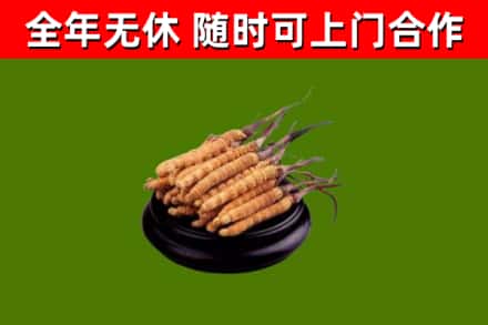 新竹回收冬虫夏草