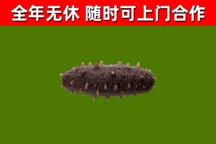 新竹回收海参干